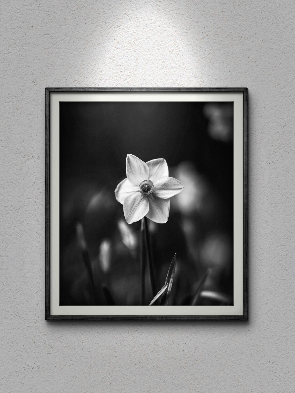 Black And White Daffodil Photograph, Floral Art Print - Image 3