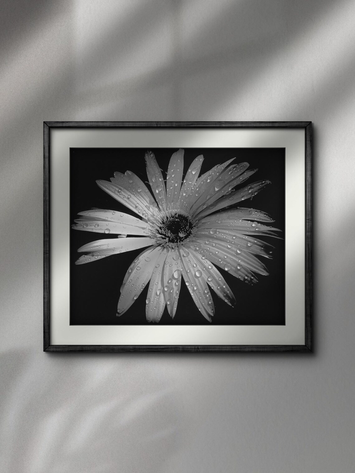 High Energy Black And White Flower With Water Droplets - Image 3