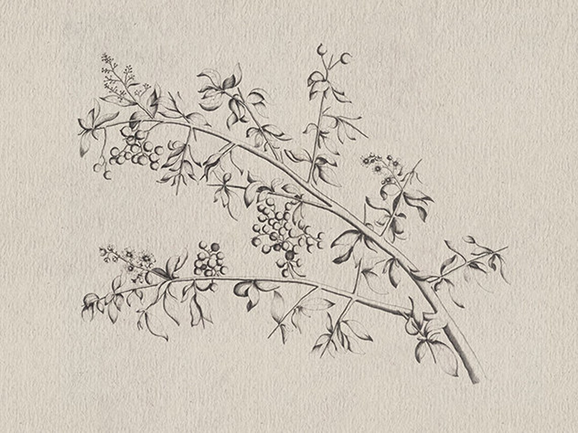 Branch Sketch Vintage Botanical Art Print - Image 3