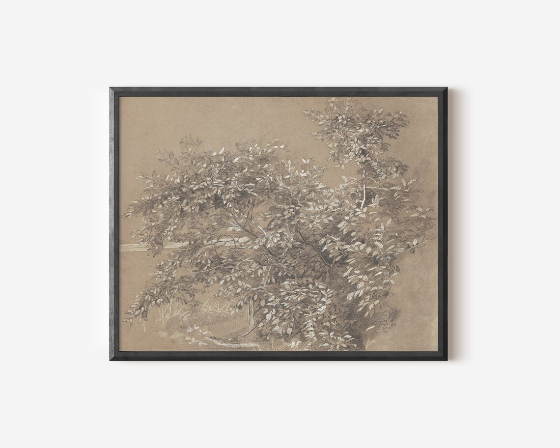 Antique Tree Drawing, Botanical Sketch Art Print - Image 2