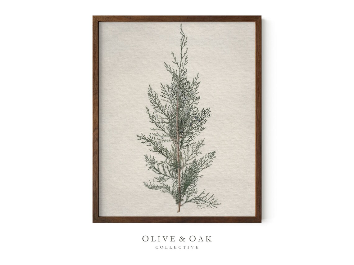 Winter Botanical Art Print, Juniper Tree Branch - Image 4