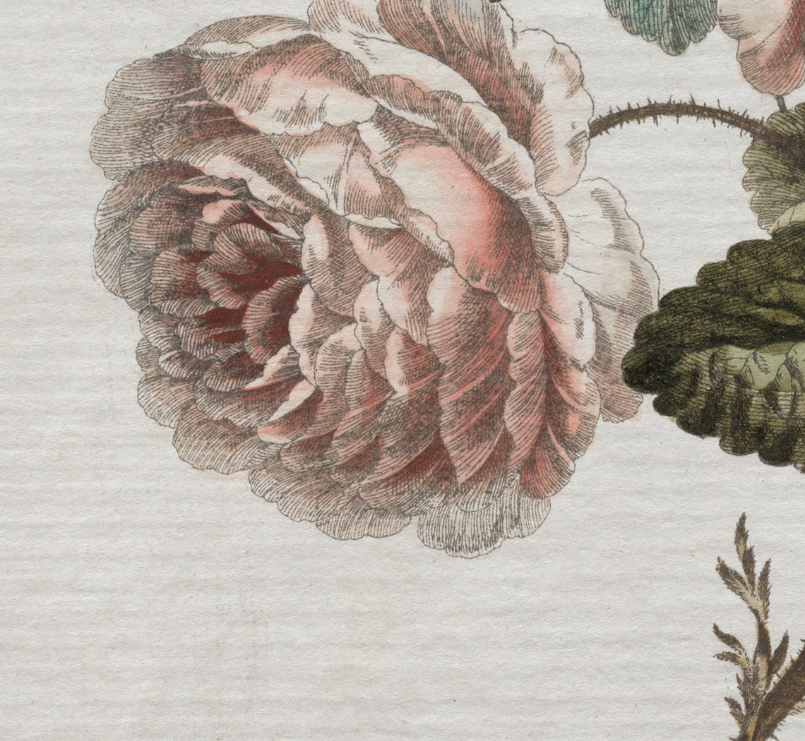 Vintage Blush Rose Botanical Art Print, Nursery Decor - Image 3