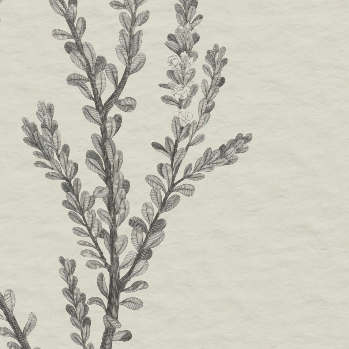 Vintage Botanical Sketch, Farmhouse Decor Art Print - Image 3