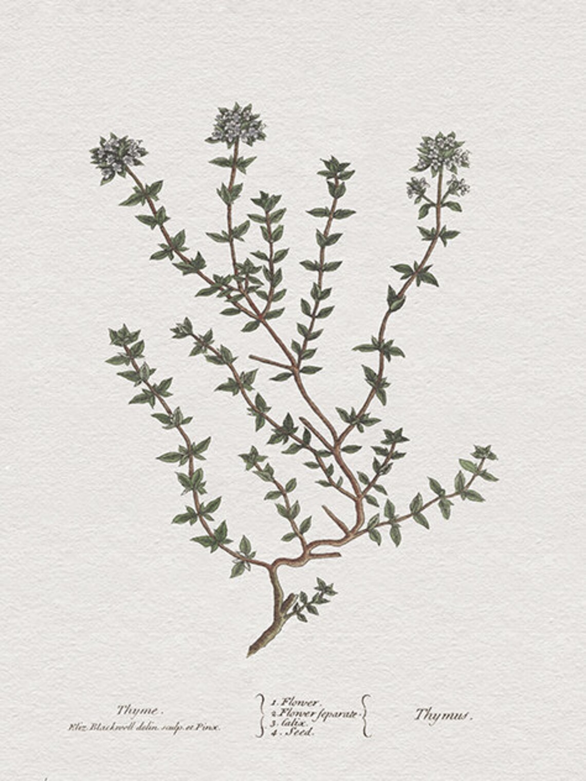 Thyme Drawing Kitchen Art Print, Herbal Wall Art - Image 3