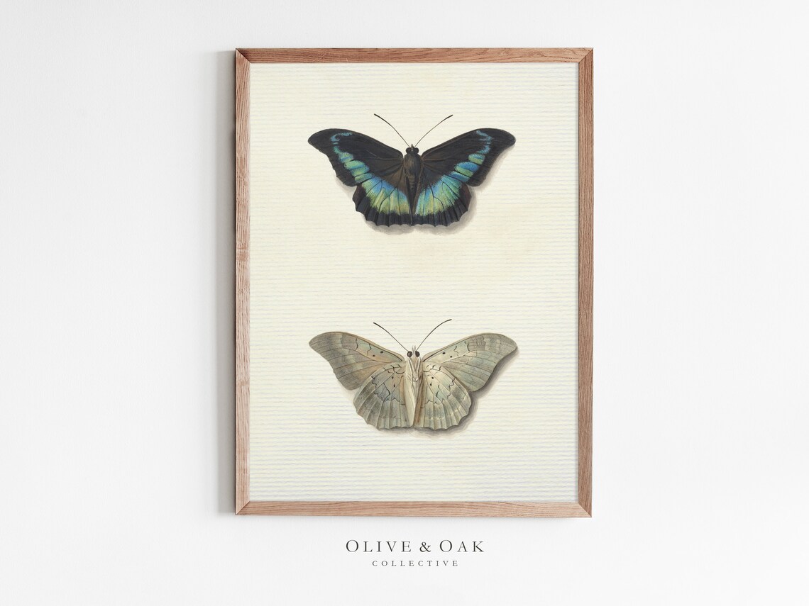 Vintage Botanical Study Butterfly Drawing, Art Print