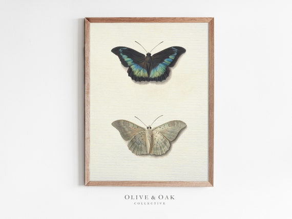 Vintage Botanical Study Butterfly Drawing, Art Print