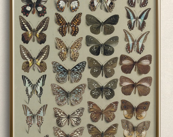 Butterfly Chart Butterfly Art Neutral Wall Art Vintage Butterfly Art Prints Cottagecore Wall Art A100