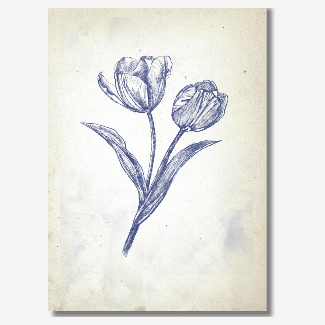 Pair of Blue Tulips in Vintage Botanical Ink Sketch Art Poster - Image 2