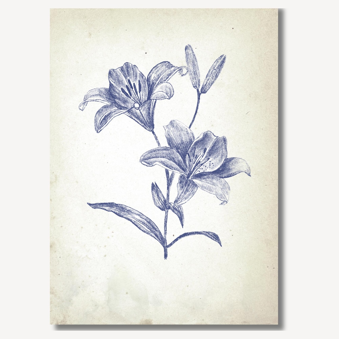 Twin Blue Lilies in a Vintage Botanical Ink Sketch Art Poster - Image 2
