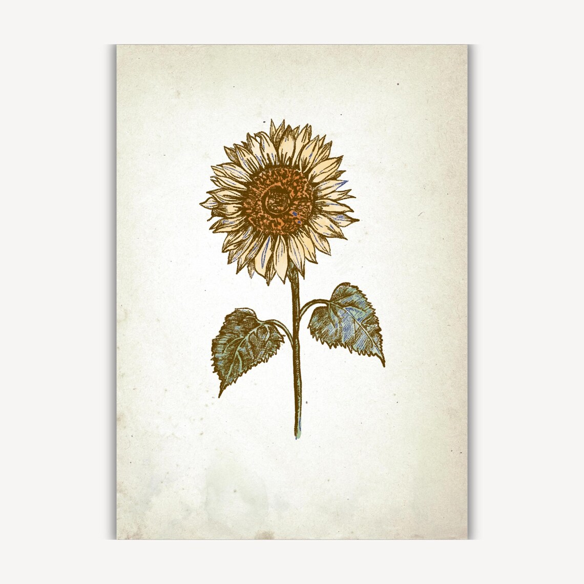 Sunflower Vintage Engraving Style Botanical Sketch Wall Art Piece - Image 3