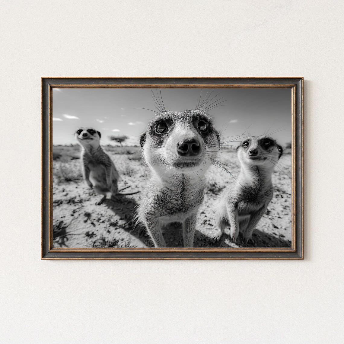 Curious Meerkat Trio Black White Funny Wildlife Photo Poster