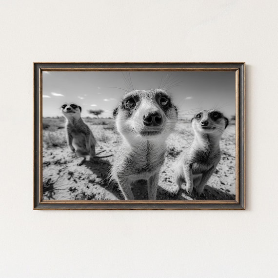 Meerkat Black White Photography Print Wildlife Wall Art