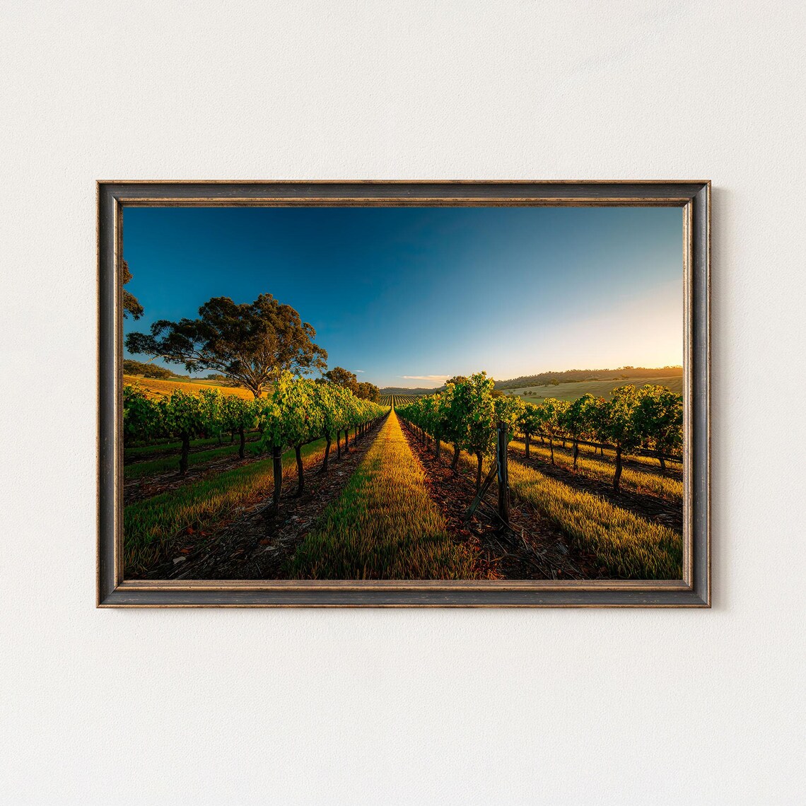 Golden Vineyard Sunrise Rows Morning Light Wine Country Framed Wall Art
