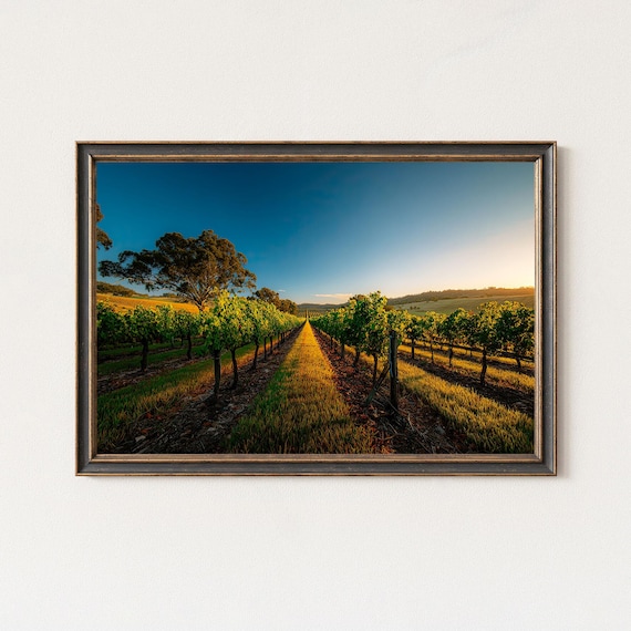 Golden Vineyard Sunrise Rows Morning Light Wine Country Framed Wall Art
