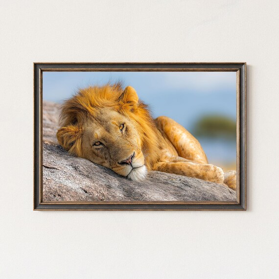 African Lion Resting On Rock Wildlife Wall Art