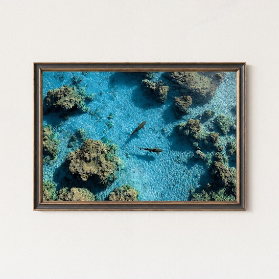 Two Reef Sharks Over Turquoise Coral In Crystal Clear Water Poster