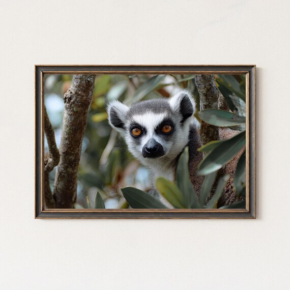 Lemur Photography Print Madagascar Wildlife Wall Art