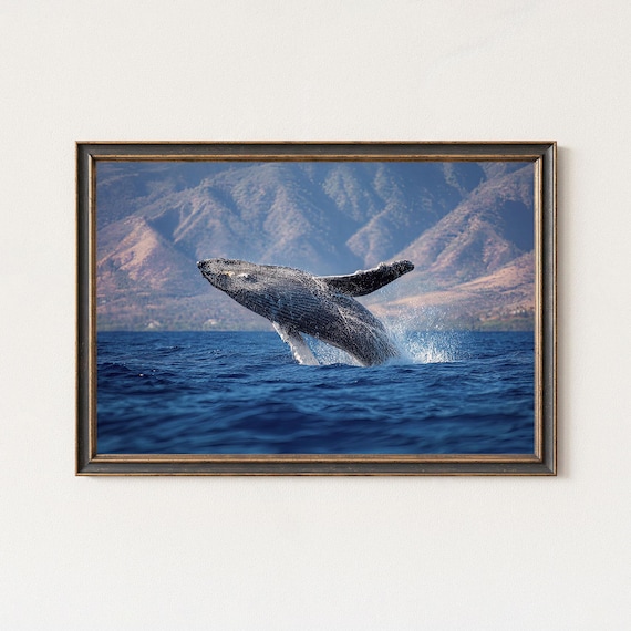 Humpback Whale Breaching Ocean Spray Mountain Backdrop Wildlife Poster