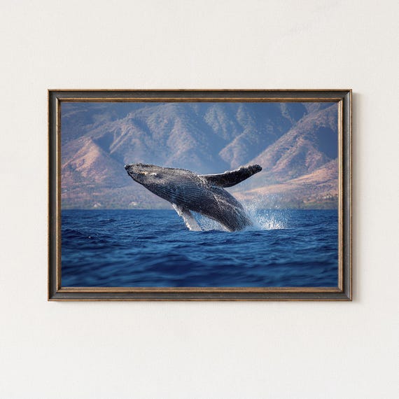 Humpback Whale Photography Print Breaching Ocean Wildlife Art