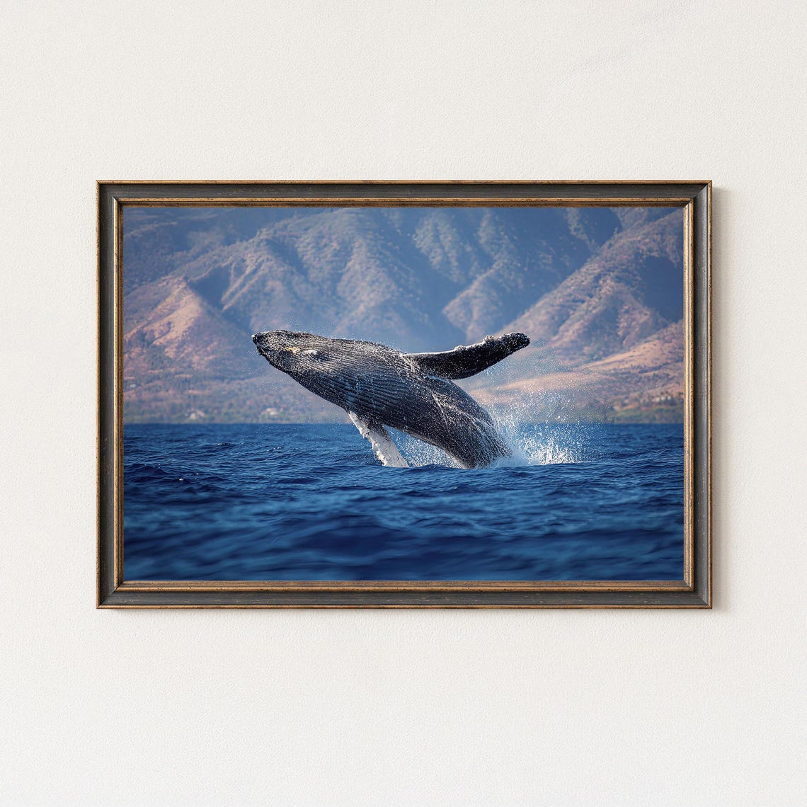 Humpback Whale Photography Print Breaching Ocean Wildlife Art
