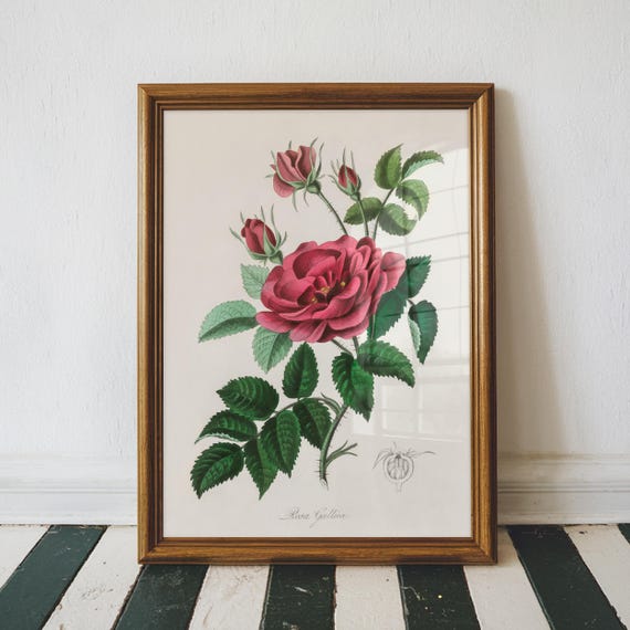 French Rose Illustration Floral Wall Art Medical Botany Textbook Vintage Bedroom Decor Large