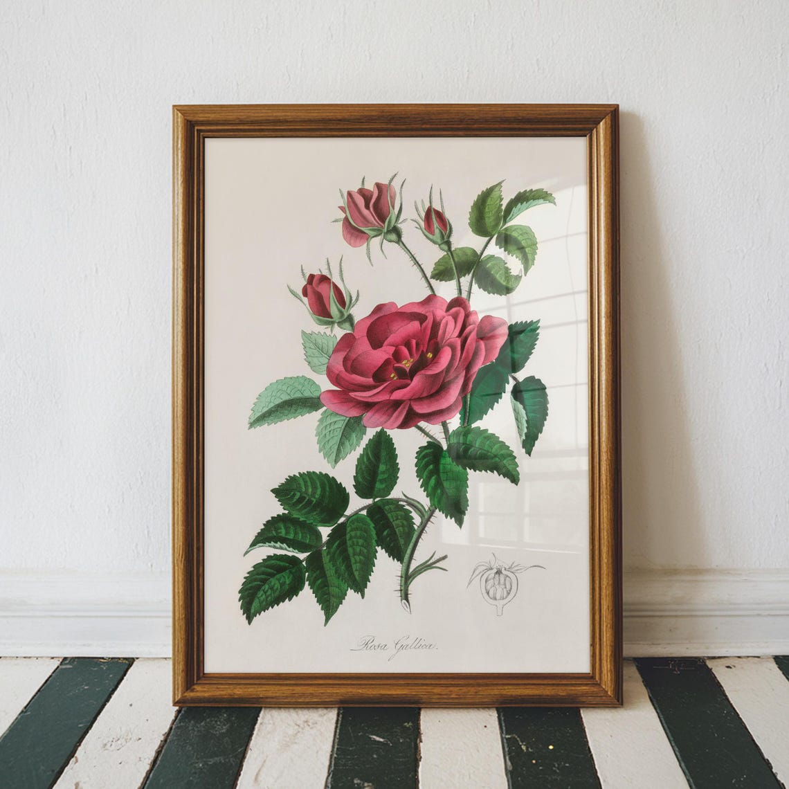 French Rose Illustration Floral Wall Art Medical Botany Textbook Vintage Bedroom Decor Large