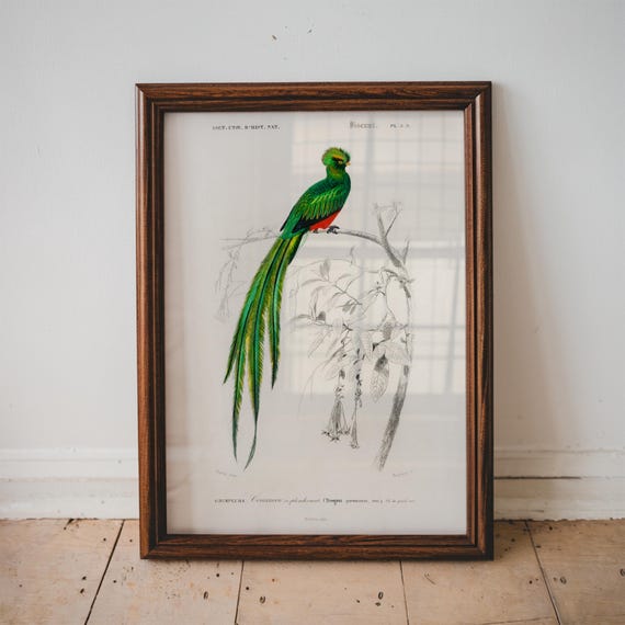 Quetzal Bird Vintage Print Poster Antique Animal Painting Wall Art Decor Illustration