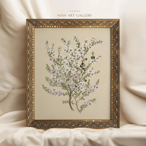 Vintage Botanical White Flowers Art Print