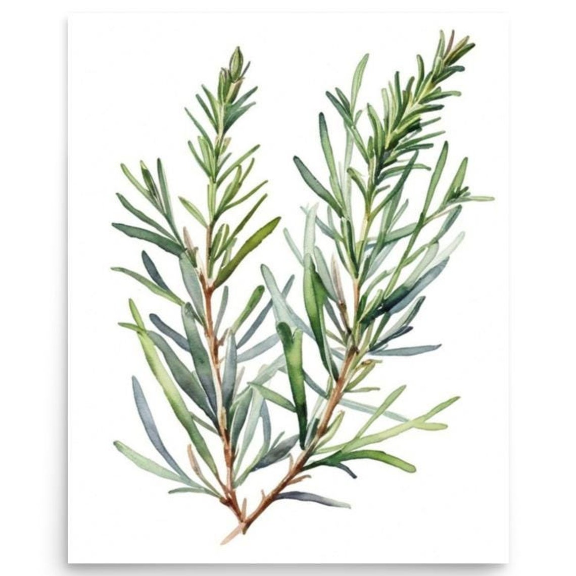Fresh Rosemary Sprig Watercolor Botanical Kitchen Herb Poster