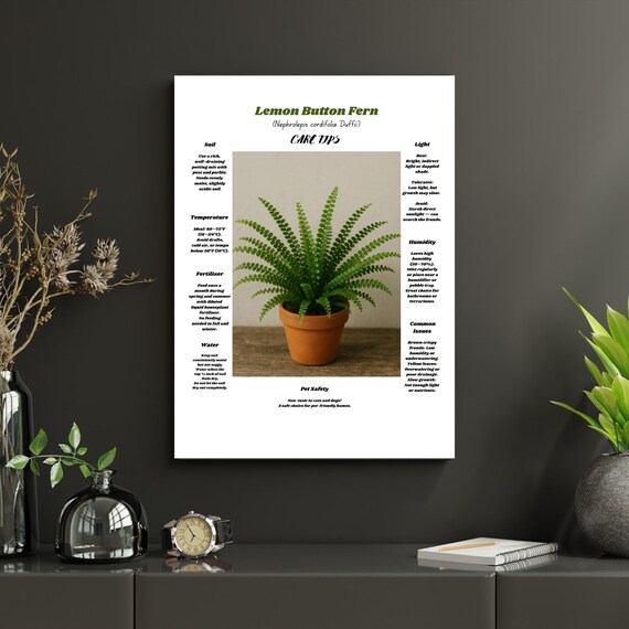 Lemon Button Fern Care Tips Poster Nephrolepis Houseplant Art