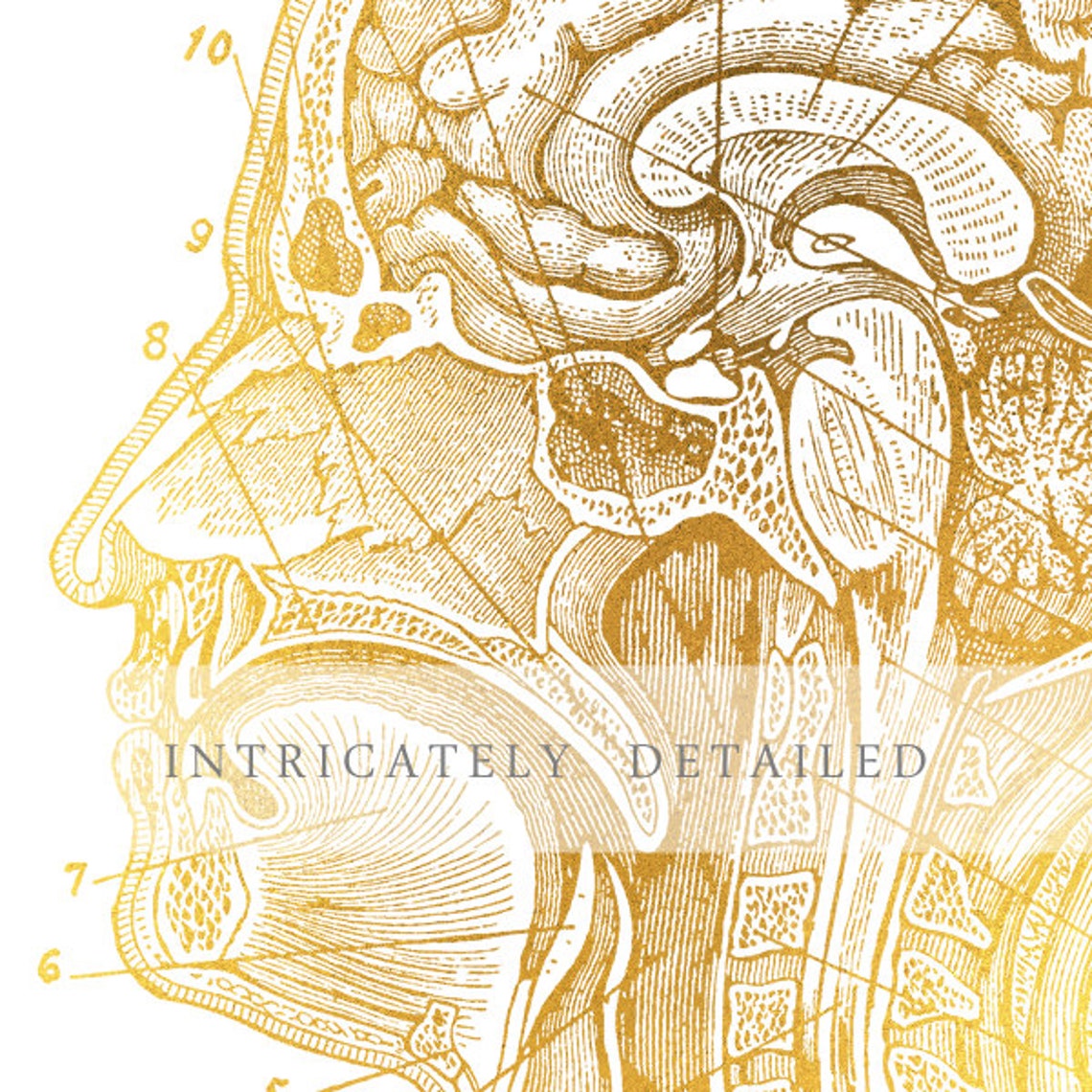 Human Brain Anatomy Gold Foil Vintage Medical Neuroscience Wall Art - Image 2