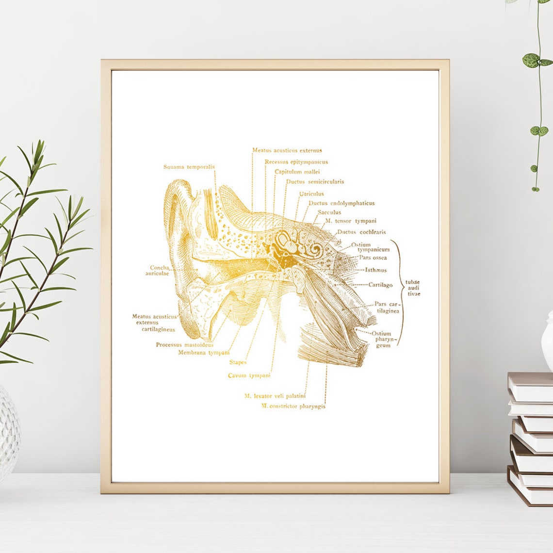 Gold Foil Inner Ear Anatomy Audiology Latin Diagram Art Print