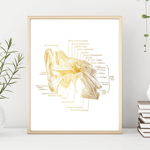 Audiology Speech Therapy Speech Pathology Ear Anatomy Gold Foil Print Speech Therapist Gift Hearing Inner Ear Audiology Gifts