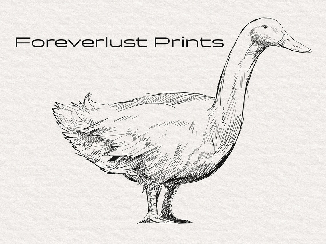 Duck Minimalist Ink Sketch Standing Waterfowl Farmhouse Animal Poster - Image 2