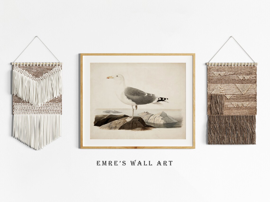 Seagull On Coastal Rocks Vintage Bird Illustration Antique Poster - Image 2