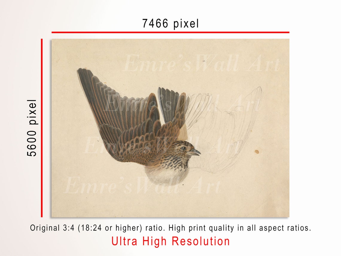 Flying Songbird Sketch Vintage Bird Study Neutral Tones Wall Art - Image 3