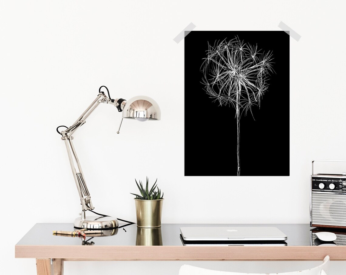 White Dandelion Seed Head on Black Modern Botanical Art Print