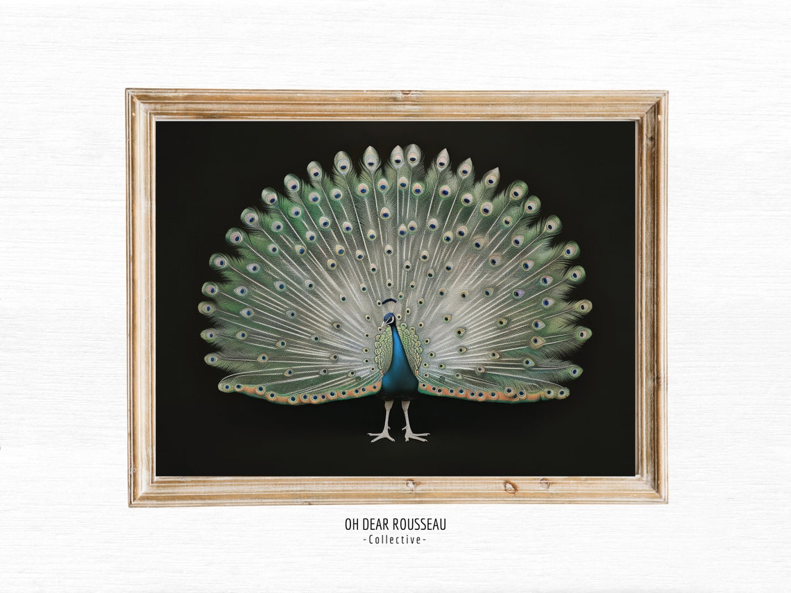 White Peacock Full Tail Feather Display Dark Botanical Vintage Print