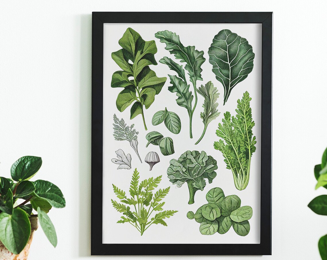 Leafy Greens Vintage Botanical Herbs Illustration Art Poster