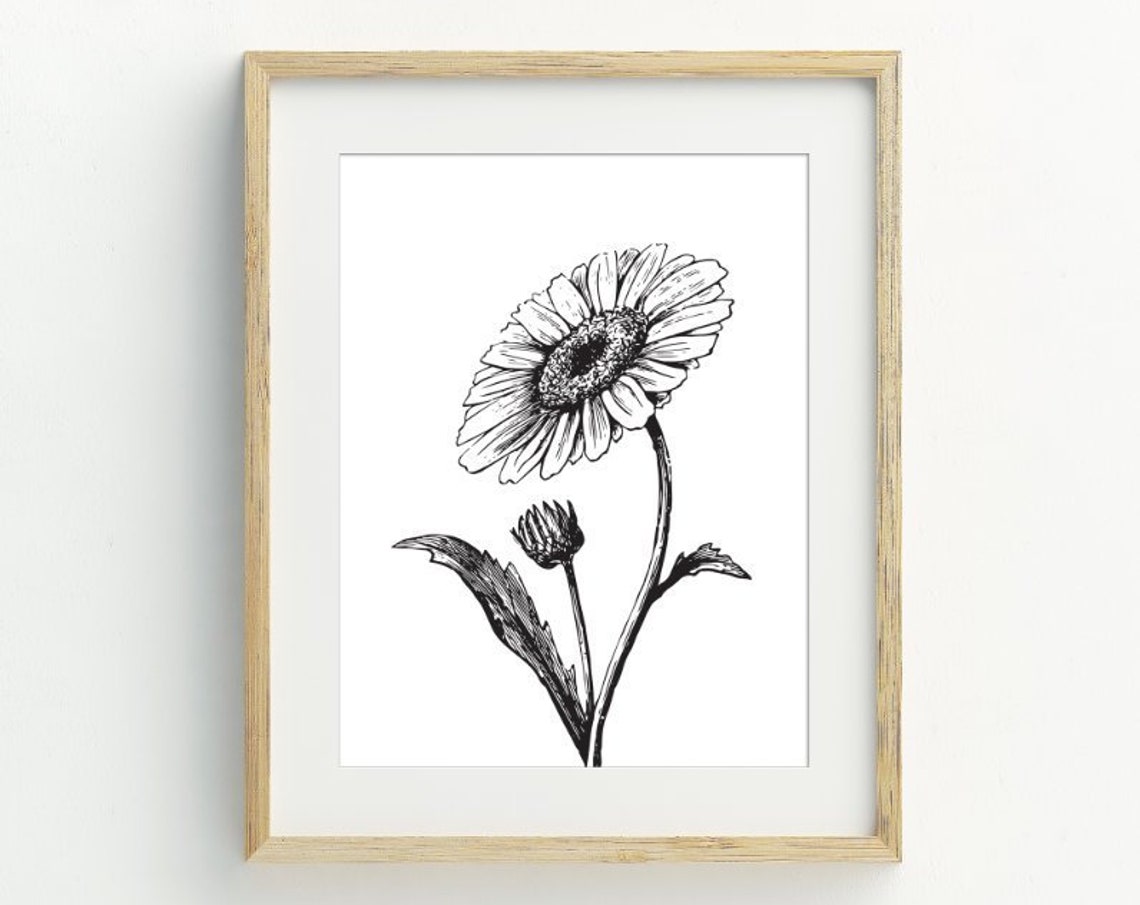 Black White Daisy Flower Botanical Ink Illustration Wall Art Print
