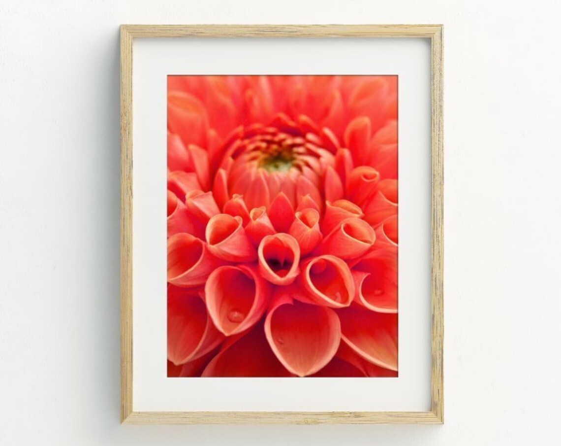 Dahlia Photography Art Print, Flower Wall Decor