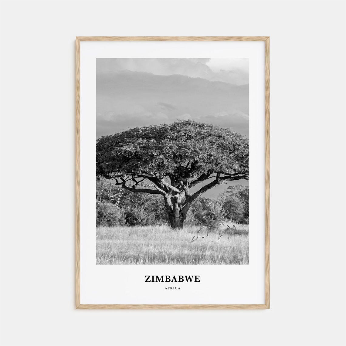 Zimbabwe Acacia Tree Golden Open Savanna Black and White Poster