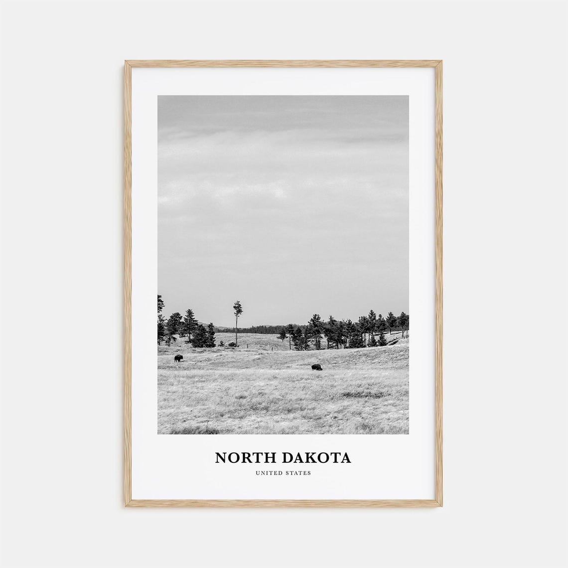 North Dakota Prairie Bison Grazing on Open Grasslands Poster