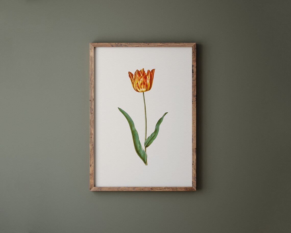 Bright Striped Yellow Red Garden Tulip Botanical Vintage Art Print - Image 2