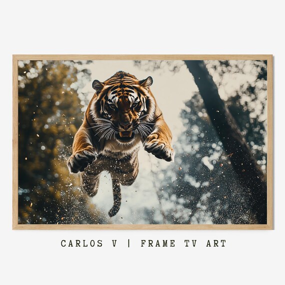 Dramatic Leaping Tiger Golden Light Forest Wildlife Photography Poster