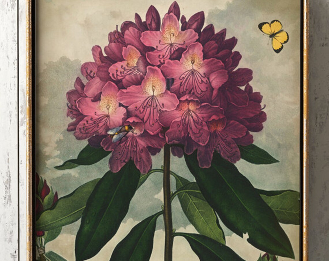 Rhododendron Botanical Print, Antique Flower Art Poster