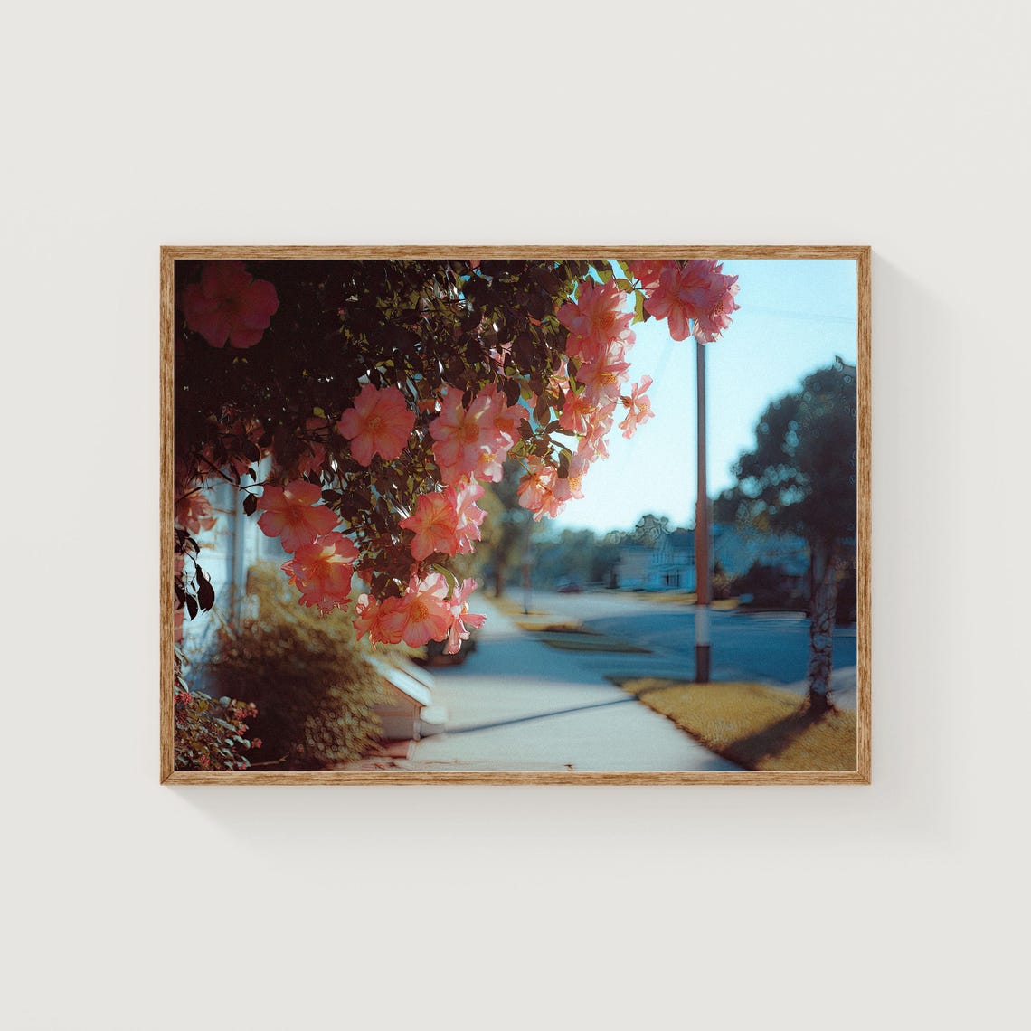Pink Flowering Trees over a Sunlit Suburban Street Photography Poster