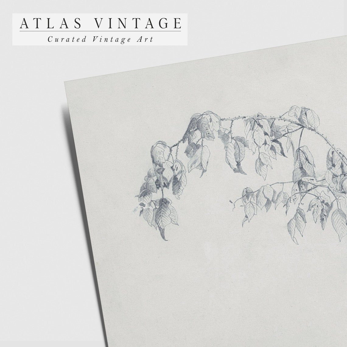 Delicate Leafy Branch Pencil Sketch Neutral Botanical Art Poster - Image 3