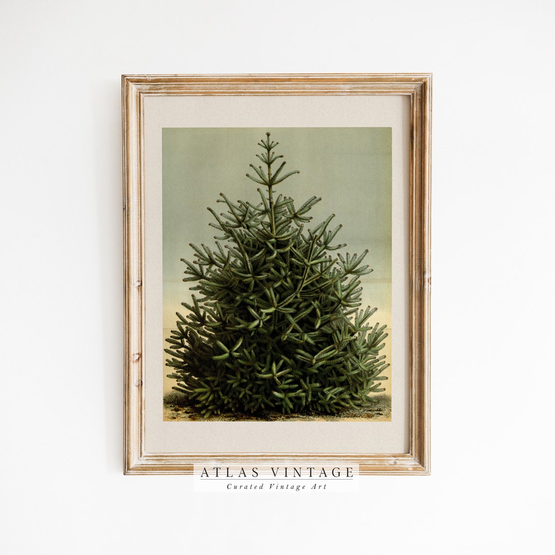Vintage Pine Tree Botanical Art Antique Evergreen Branch Poster