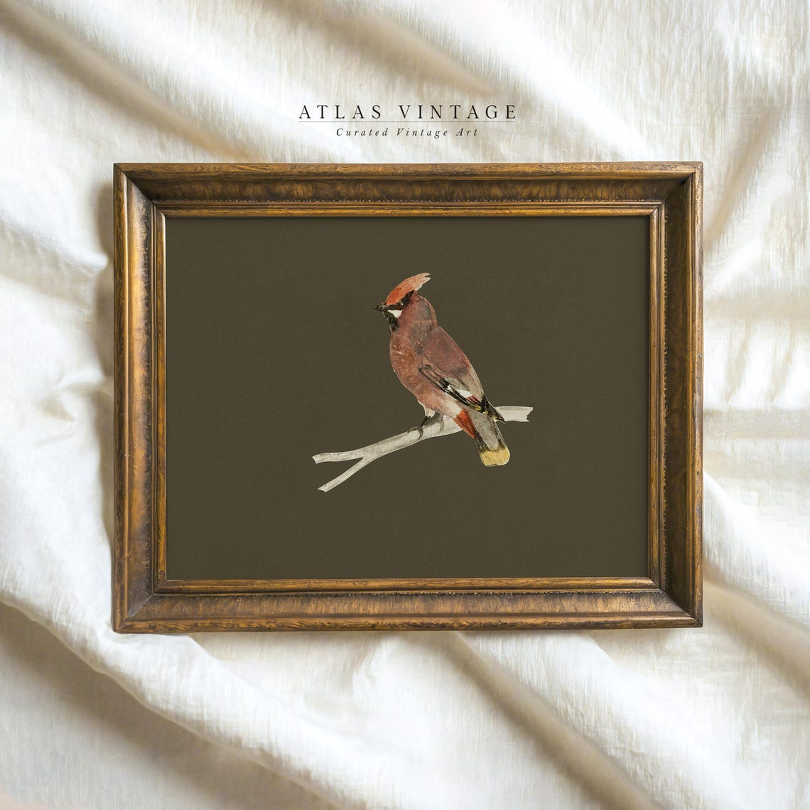 Red Cardinal Perched on Branch Dark Olive Vintage Bird Art Poster